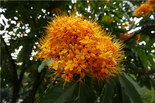 三月吐蕊盛放,只为感受民大春天湿润的气息